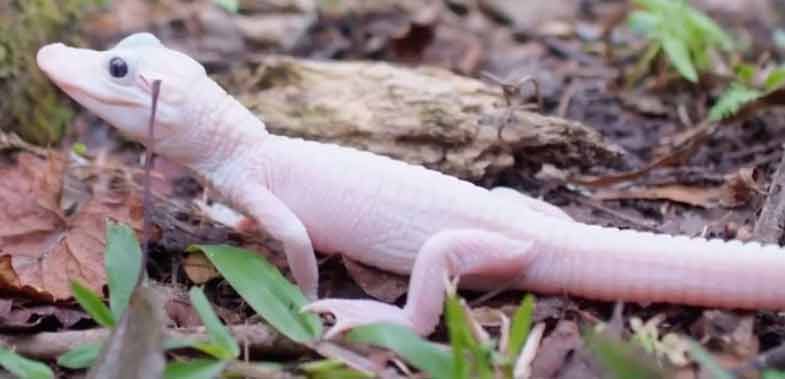 Conheça o Tiny Gator jacarinha | Animais | animais, bichos, curioso, jacaré, leucismo, repteis