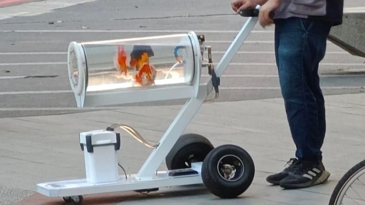 dispositivo de levar o peixe pro rolê dispositivo de levar o peixe pro rolê