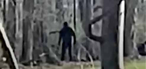 Novas filmagens impressionantes do Bigfoot chocam a internet oqueeisso | Polêmica | bigfoot, curioso, estranho, monstro, pe grande, polêmica, sasquatch