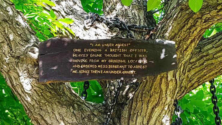 Foto Gump do dia: A árvore acorrentada do Paquistão arrested tree | Foto gump do dia | Árvore, bizarro, curioso, estranho, incrível, lugares, paquistão, planta