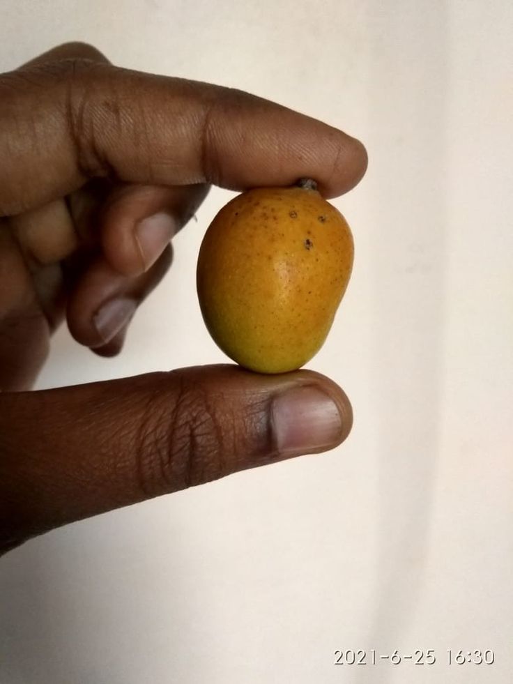 Uma breve história da manga 0fffb053ff8b495199e5600897c063f5 | Curiosidades | alimento, comida, curioso, fruta, história, mangá, planta, vegetal