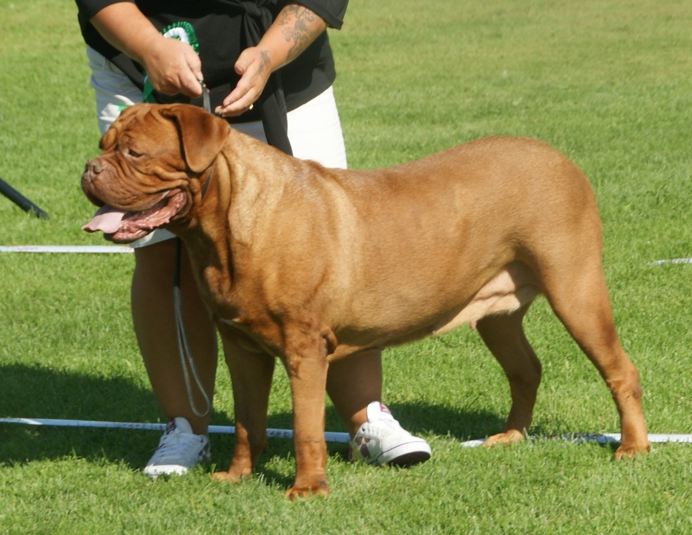 As maiores raças de cachorro do mundo French Mastiff female 4 | Animais | animais, cachorro, cão, curioso, gigantes, incrível