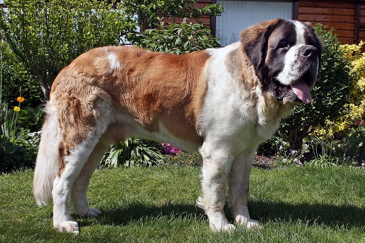 As maiores raças de cachorro do mundo Hummel Vedor vd Robandahoeve | Animais | animais, cachorro, cão, curioso, gigantes, incrível