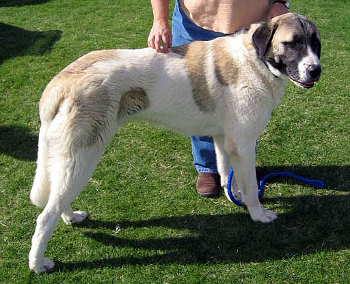 As maiores raças de cachorro do mundo Kangal2ausschnitt | Animais | animais, cachorro, cão, curioso, gigantes, incrível