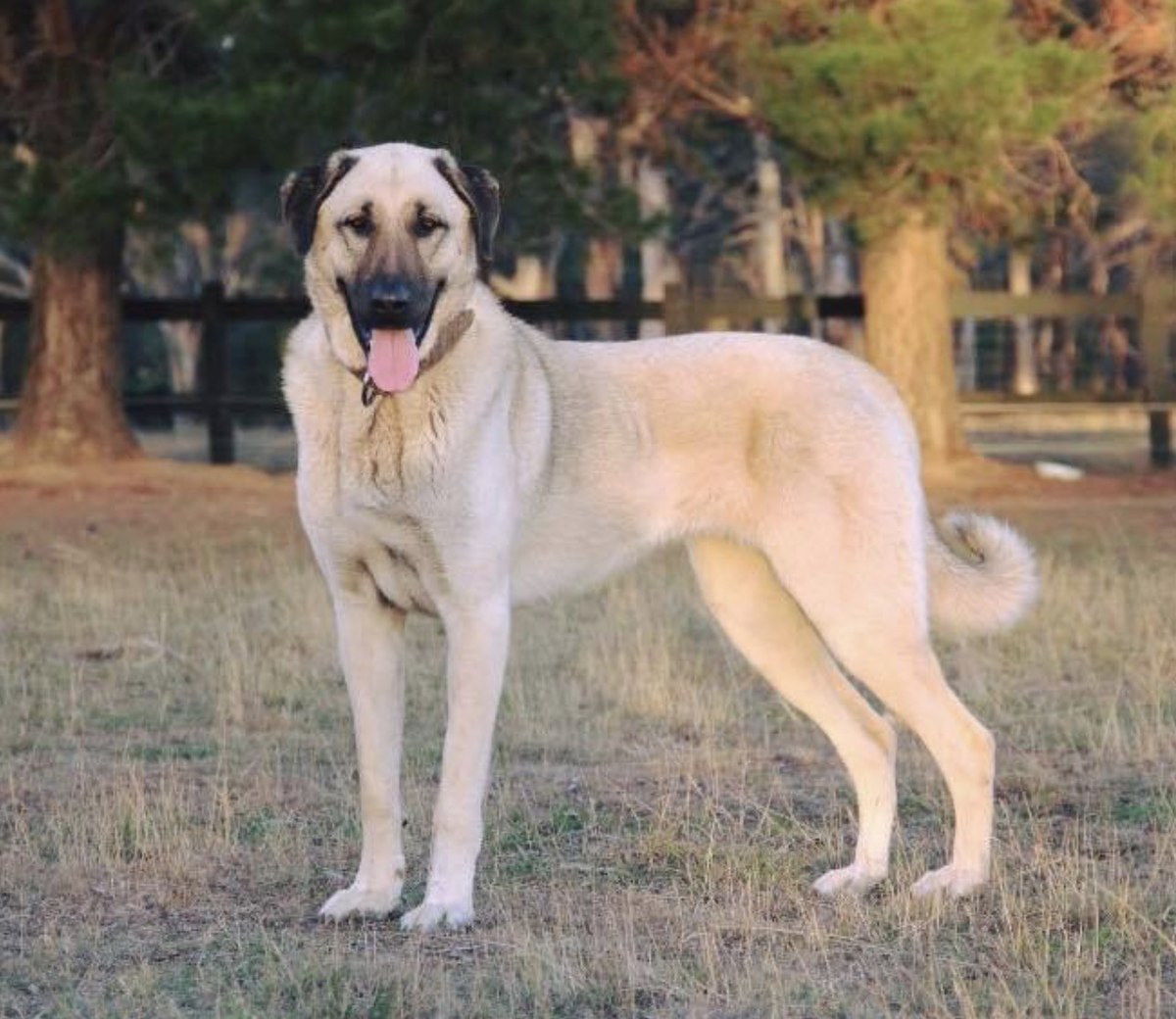 As maiores raças de cachorro do mundo Kangal front on | Animais | animais, cachorro, cão, curioso, gigantes, incrível