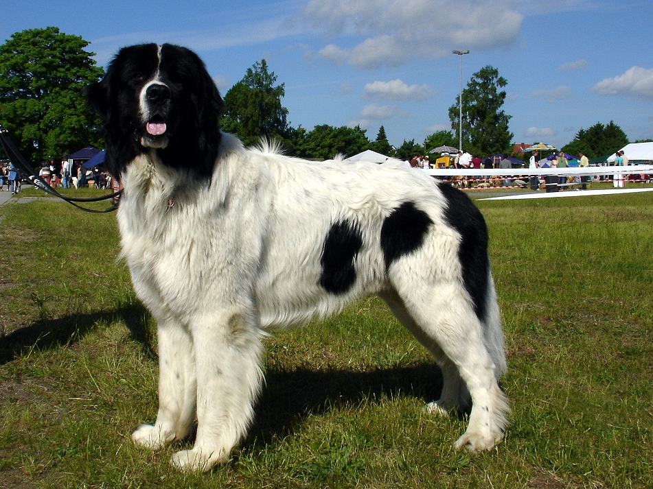 As maiores raças de cachorro do mundo Landseer | Animais | animais, cachorro, cão, curioso, gigantes, incrível