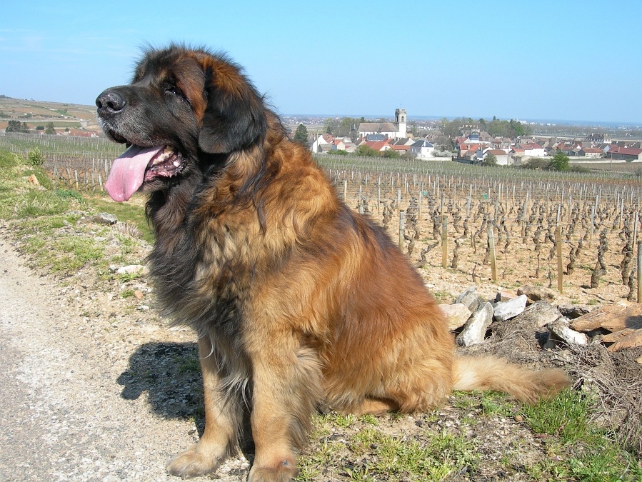 As maiores raças de cachorro do mundo Leonberg Male Adulte Ursus | Animais | animais, cachorro, cão, curioso, gigantes, incrível
