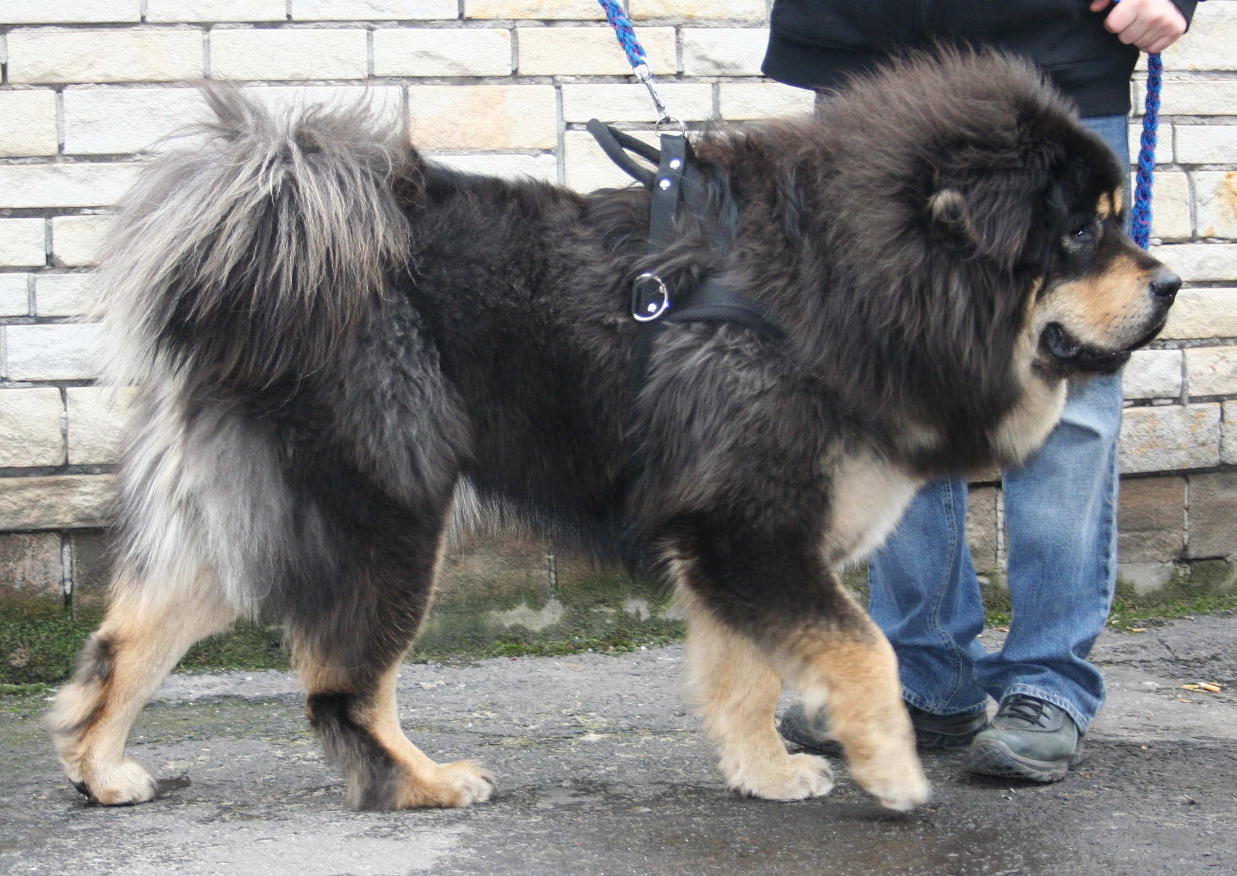 As maiores raças de cachorro do mundo Mastif tybetanski 2009 pl3 | Animais | animais, cachorro, cão, curioso, gigantes, incrível