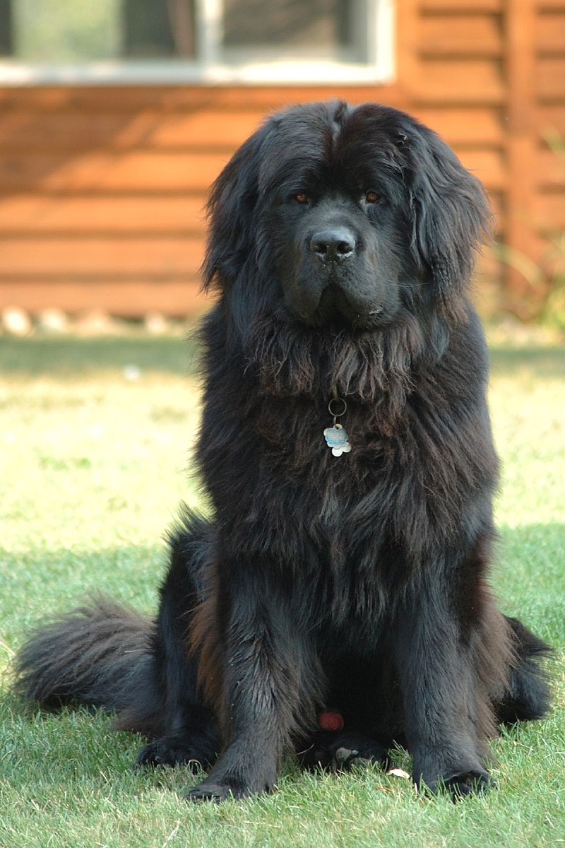 As maiores raças de cachorro do mundo Newfoundland dog Smoky | Animais | animais, cachorro, cão, curioso, gigantes, incrível