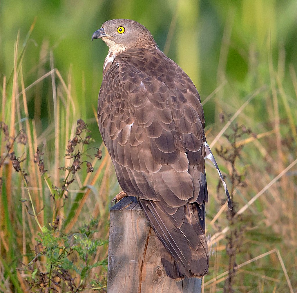 Conheça o Honey Buzzards, a ave mais cabulosa do mundo Wespenbussard European honey buzzard Pernis apivorus crop | Animais | animais, bizarro, curioso