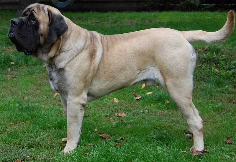 As maiores raças de cachorro do mundo Westgort Anticipation 17 months | Animais | animais, cachorro, cão, curioso, gigantes, incrível