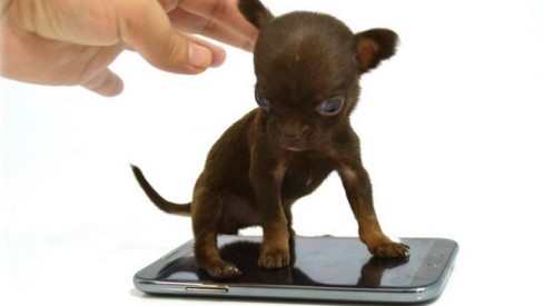 As maiores raças de cachorro do mundo blog milly cell | Animais | animais, cachorro, cão, curioso, gigantes, incrível
