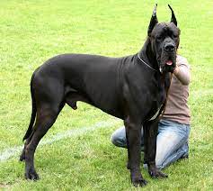 As maiores raças de cachorro do mundo download 11 | Animais | animais, cachorro, cão, curioso, gigantes, incrível