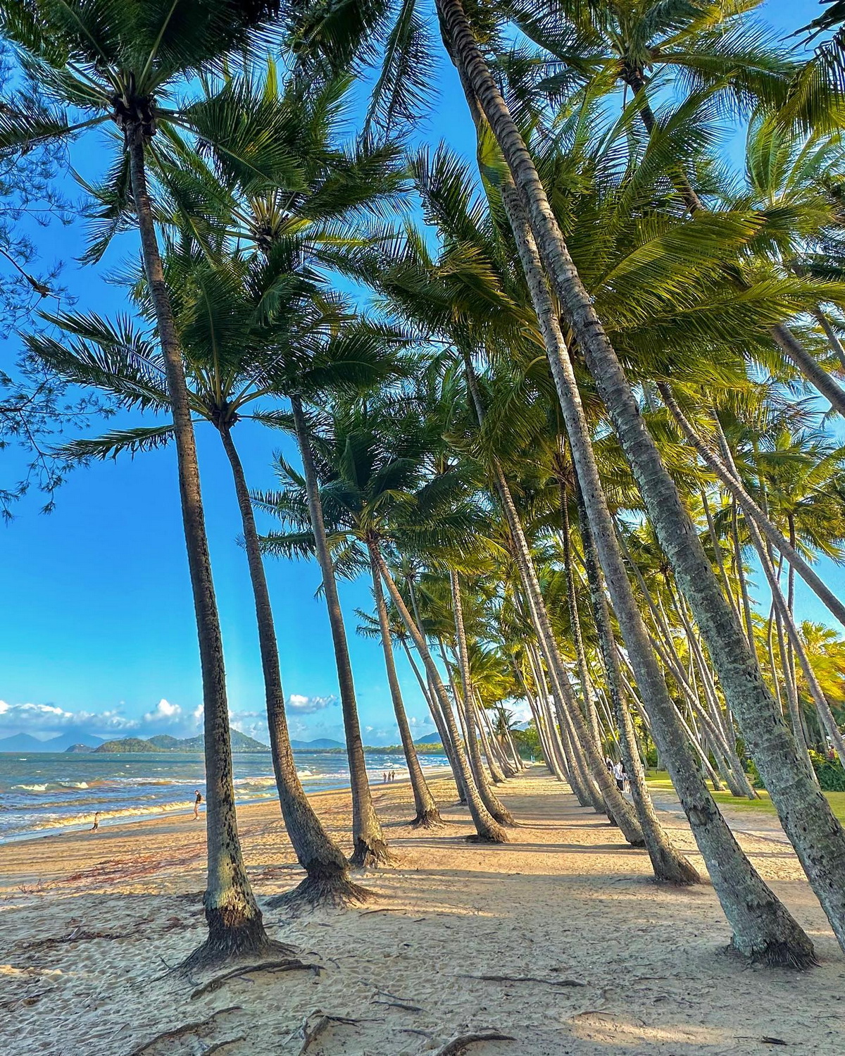 Palm Cove Beach: Conheça a melhor praia do mundo eleita em 2024 141894356 original | Curiosidades | Brasil, curiosidades, incrível, lugares, praia, praias