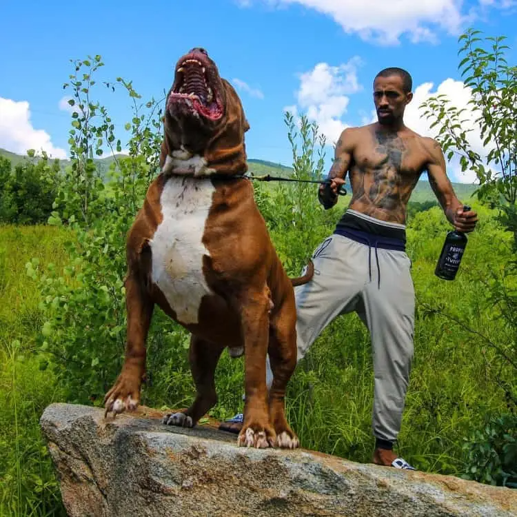 Conheça o maior pitbull do mundo Are Pitbulls like Hulk dangerous .jpg | Animais | animais, cachorro, gigante, incrível, pit bull