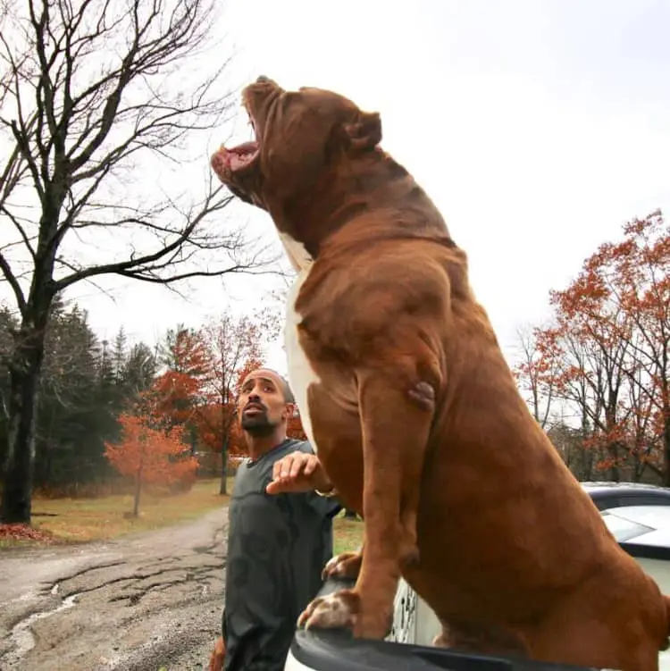 Conheça o maior pitbull do mundo Hulk the Pitbull.jpg | Animais | animais, cachorro, gigante, incrível, pit bull