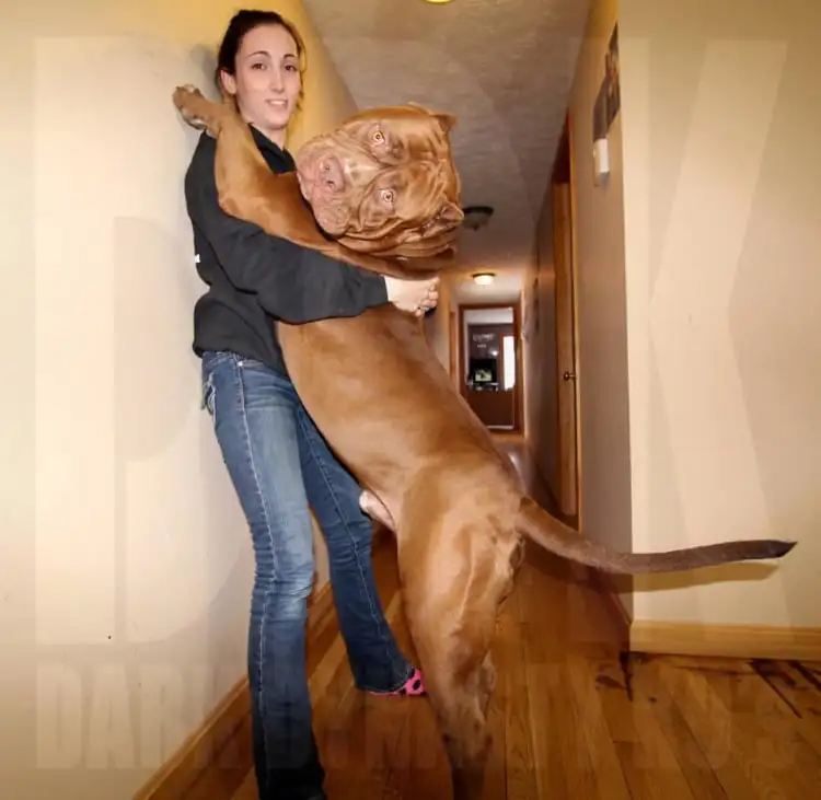 Conheça o maior pitbull do mundo Size of the hulk pitbull.jpg | Animais | animais, cachorro, gigante, incrível, pit bull