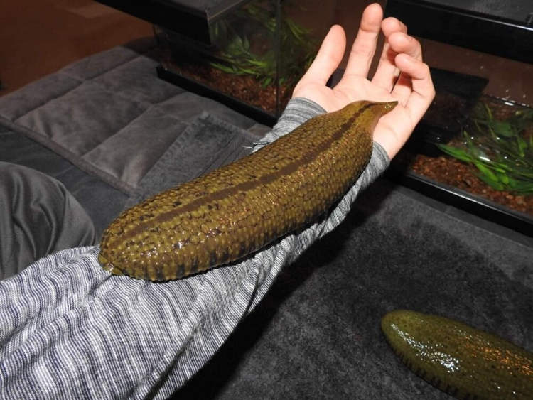 Aditivo do pesadelo: A sanguessuga monstro giant amazon leech3 | Animais | animais, bizarro, criatura, higante, lacraia, nojento