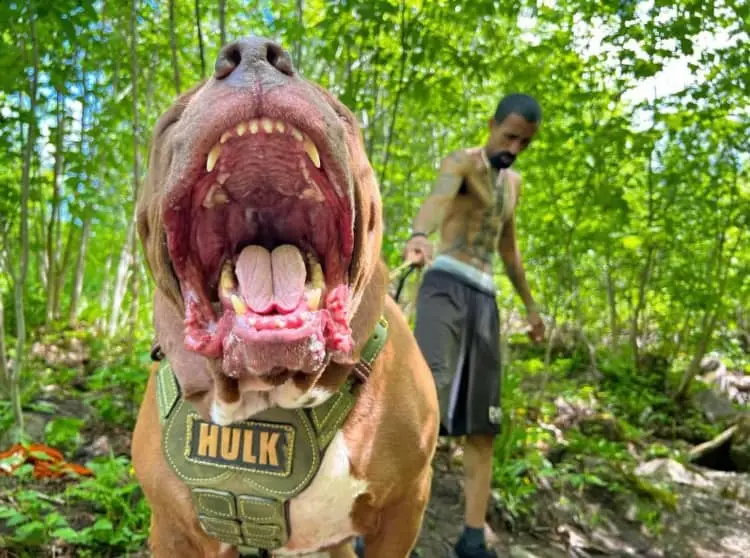 Conheça o maior pitbull do mundo hulk pitbull with open mouth.jpg | Animais | animais, cachorro, gigante, incrível, pit bull