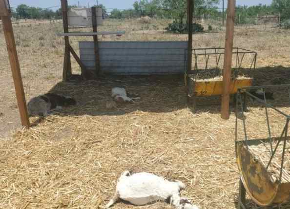 Criatura desconhecida matou 17 cabras no México 21757597 | Animais | animais, bizarro, estranho chupacabras, mistérios, polêmica, sinistro