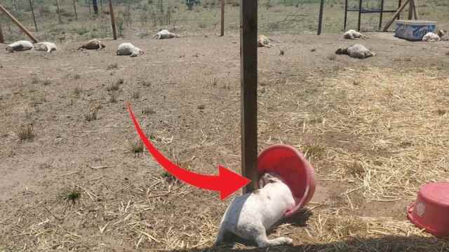 Criatura desconhecida matou 17 cabras no México 53174810 | Animais | animais, bizarro, estranho chupacabras, mistérios, polêmica, sinistro