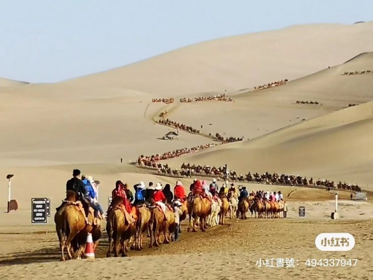 Sinal de trânsito para... camelos camel traffic lights2 750x563 1 | Animais | bizarro, camelô, china, curioso, deserto, lugares