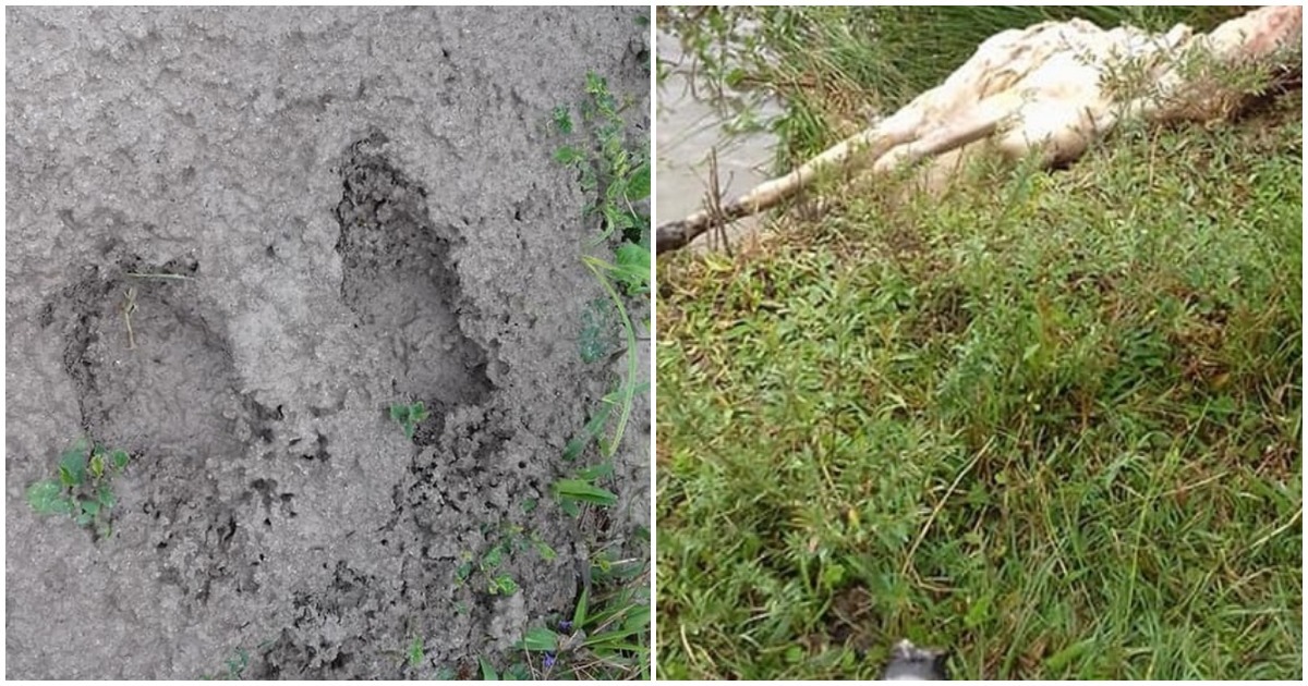 Criatura desconhecida matou 17 cabras no México pegada misteriosa mortes animais 1 | Animais | animais, bizarro, estranho chupacabras, mistérios, polêmica, sinistro