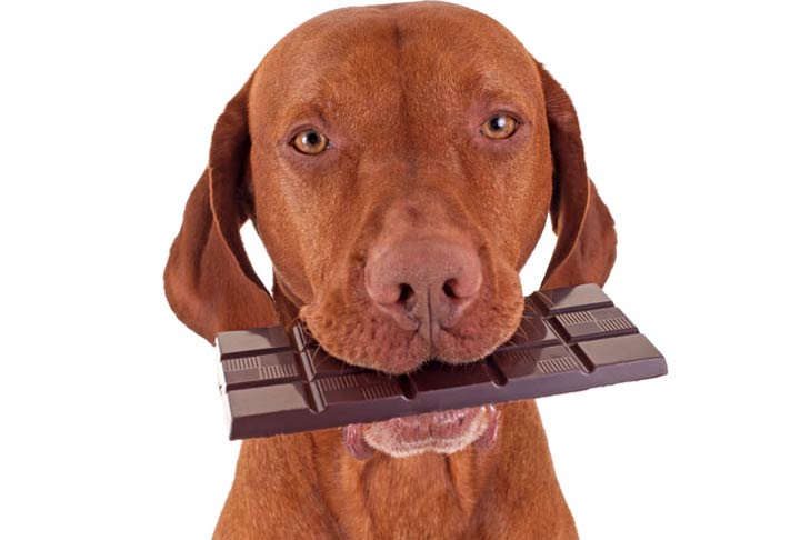 Chocolate: Uma Jornada Do Cacau ao Doce Amado Mundialmente Dogs and chocolate emergency care | Curiosidades | alimento, chocolate, comida, curiosidades, curioso
