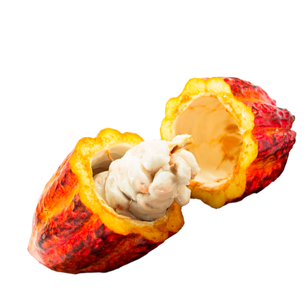 Chocolate: Uma Jornada Do Cacau ao Doce Amado Mundialmente cacau fruta kg 94317b01 b865 4922 b1a5 2f148a92ff55 | Curiosidades | alimento, chocolate, comida, curiosidades, curioso