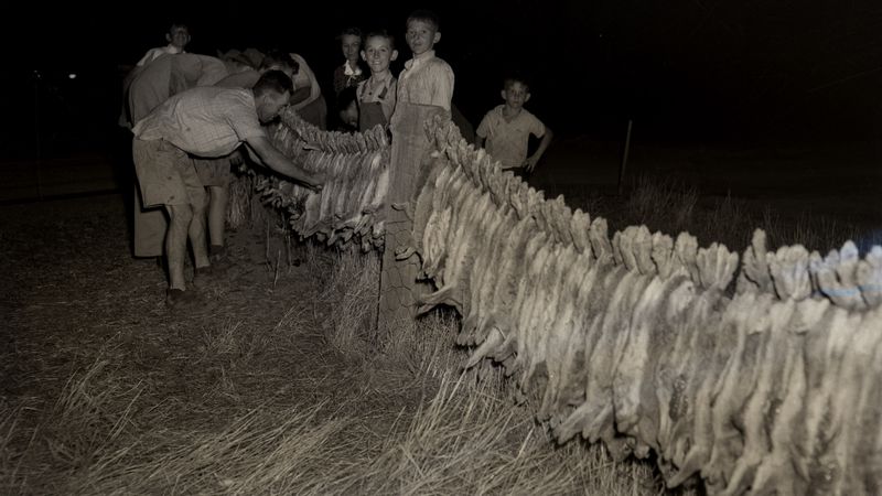 A superpopulação de coelhos A superpopulação de coelhos na australia