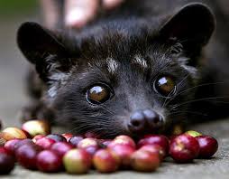 O café mais caro do mundo é feito com cocô images 66 | Bizarro | animal, café, civeta, curiosidades, estranho