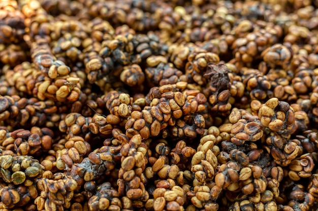 O café mais caro do mundo é feito com cocô kopi luwak ou civet cafe e uma das variedades mais caras e de baixa producao do mundo de cafe graos de cafe excretados pela civeta 61243 452 | Bizarro | animal, café, civeta, curiosidades, estranho