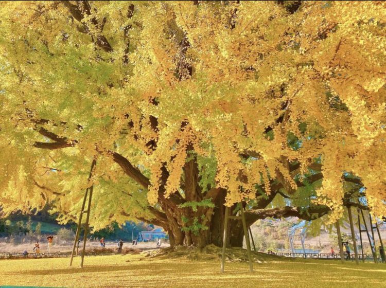 A majestosa árvore de ouro na Coreia do Sul bangye ri ginkgo 750x560 1 | Curiosidades | Árvore, coréia, curioso, lugares