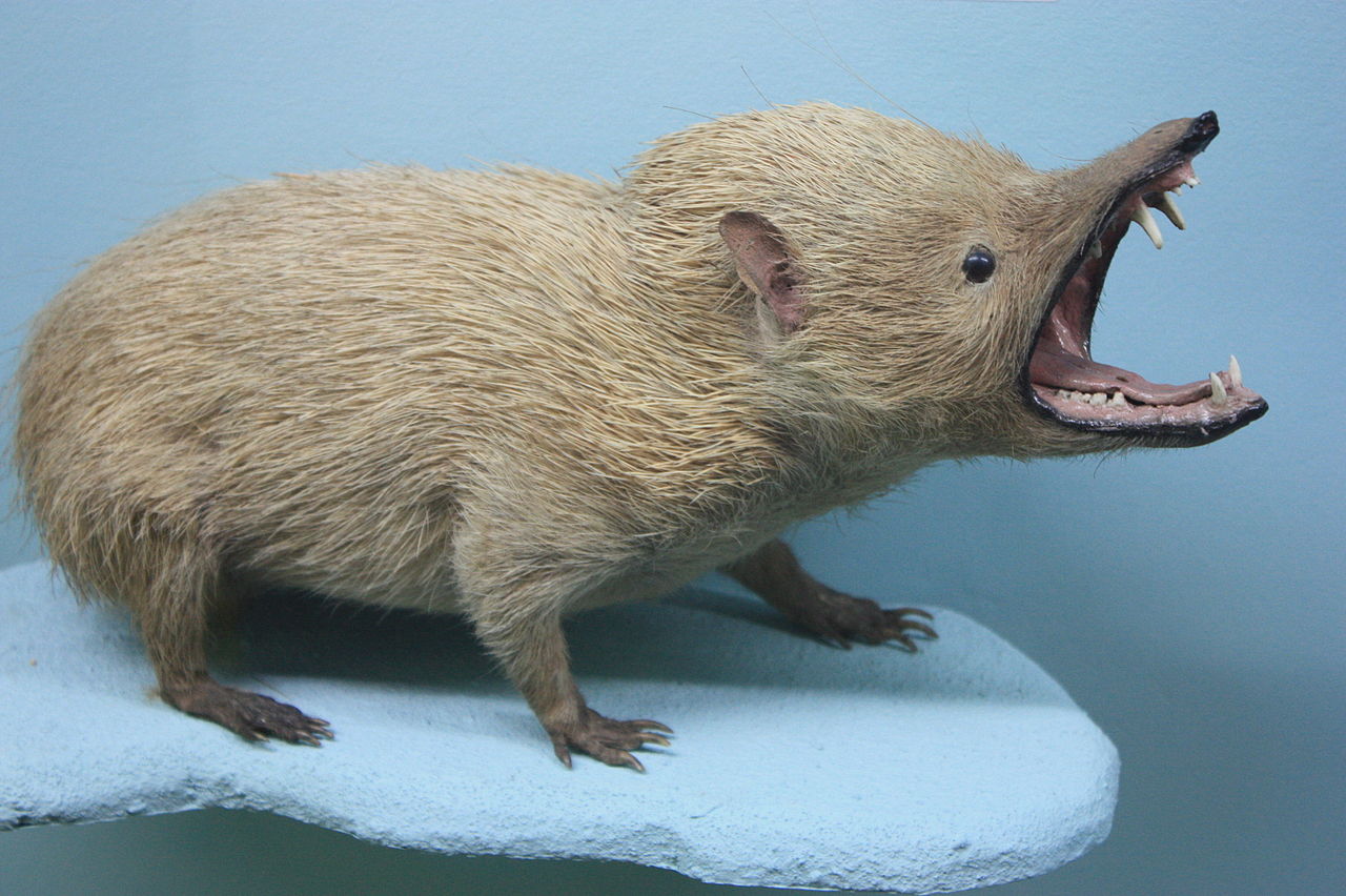 Bicho bizarro: O Tenrec de Madagascar O Tenrec de madagascar
