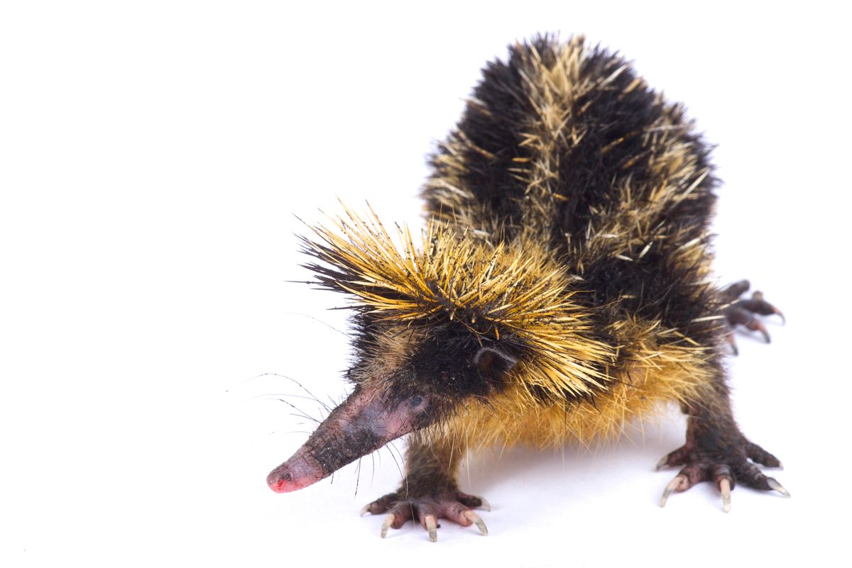 Bicho bizarro: O Tenrec de Madagascar weird animals 11078ef | Animais | animais, bichos, curioso