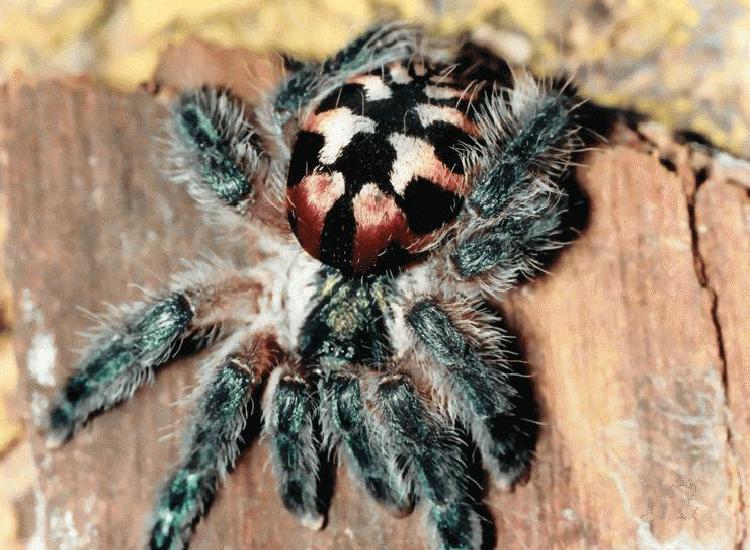 Assustador: Uma aranha muito estranha Brazilian jewel tarantula | Animais | animais, aranha, aranha venenosa, curioso, estranho, veneno