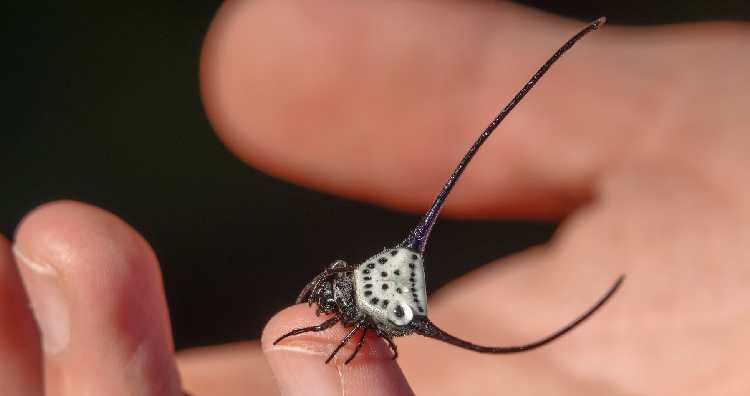 Assustador: Uma aranha muito estranha O inofensivo tecelão de chifres longos prospera com espinhos defensivos e caça estratégica.