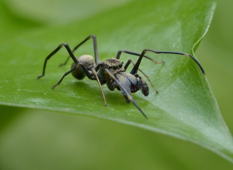 Assustador: Uma aranha muito estranha Aranha saltadora imitando formiga – a aranha disfarçada mais legal.