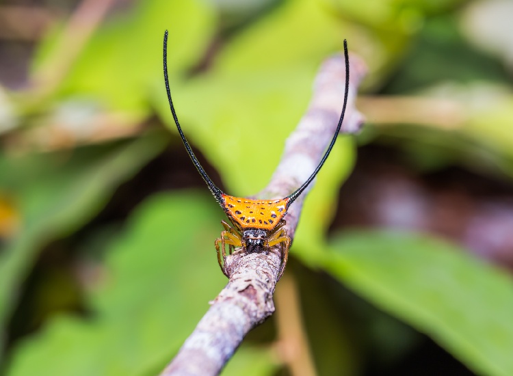 Assustador: Uma aranha muito estranha A aparência marcante do tecelão de chifres longos é marcada por dois espinhos longos que lembram antenas em seu abdômen.