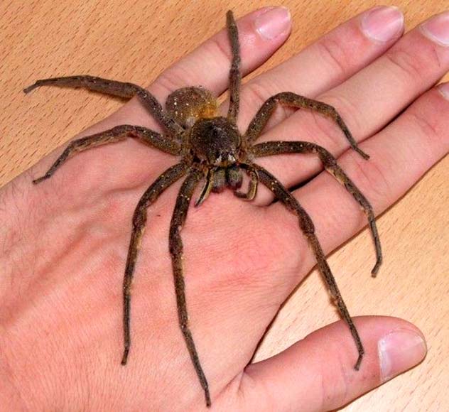 Assustador: Uma aranha muito estranha Phoneutria Fera | Animais | animais, aranha, aranha venenosa, curioso, estranho, veneno