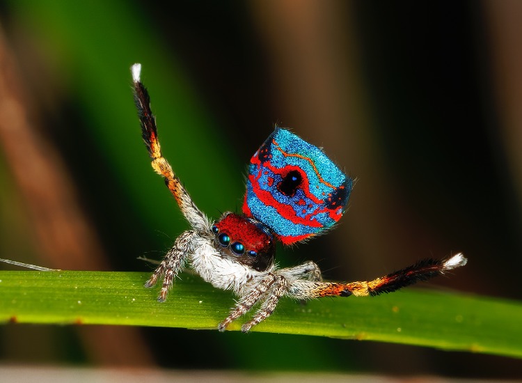 Assustador: Uma aranha muito estranha Abdômen de Sparklemuffins adornado com listras vermelhas e azuis vibrantes, criando um impressionante padrão azul-avermelhado.