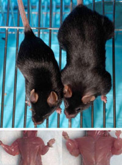 Miostatina: O Segredo por Trás da Força e Músculos Superdesenvolvidos UM rato normal e um rato com defeito na miostatina