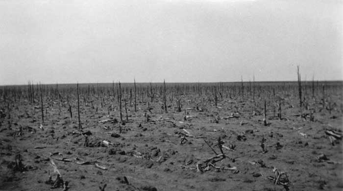 Gafanhotos: Da explosão populacional à extinção Grasshopperdevastatedfield | Animais | animais, bizarro, gafanhoto, incrível, insetos, superpopulação