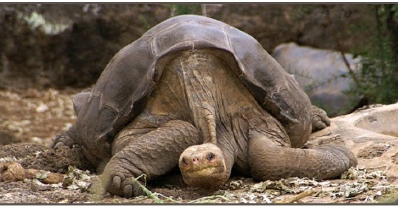 A curiosidade mata: Como o animal mais velho da Terra morreu vitima da curiosidade Lonesome George Pinta giant tortoise Santa Cruz | Curiosidades | animais, ciência, molusco, morte, oceano, triste