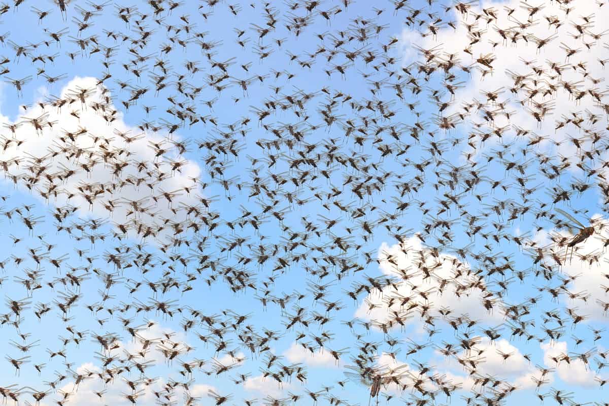 Gafanhotos: Da explosão populacional à extinção A superpopulação de gafanhotos