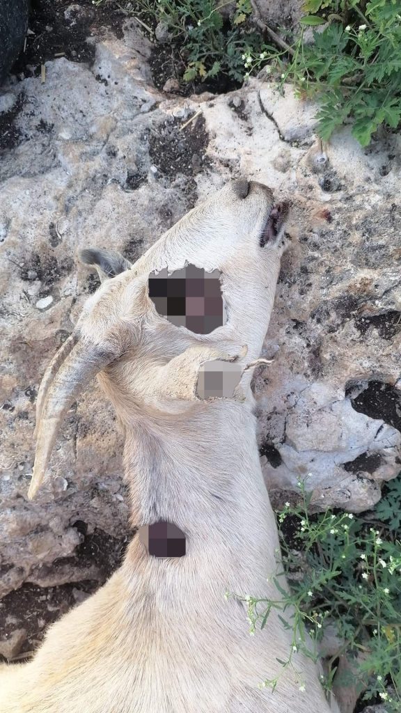 Chupacabra: Novos ataques do IEA no México? Farmers fear demonic chupacabra is BACK after goat herd slain in middle of night 5 576x1024 1 | Bizarro | ataque estranho, chupacabra, chupacabras, IEA, mexico, monstro, polêmica, sinistro