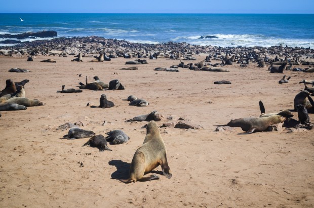Cape Fur Seal Colony of Cape Cross Namibia 620x410 1 | Lugares | Lugares