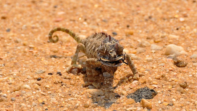 chameleon 1170044 640 | Lugares | Lugares