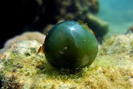 Foto Gump do dia: Valonia ventricosa, o maior organismo unicelular da Terra images 31 | Foto gump do dia | alga, aquarismo, celular, curioso, estranho, foto gump do dia, incrível