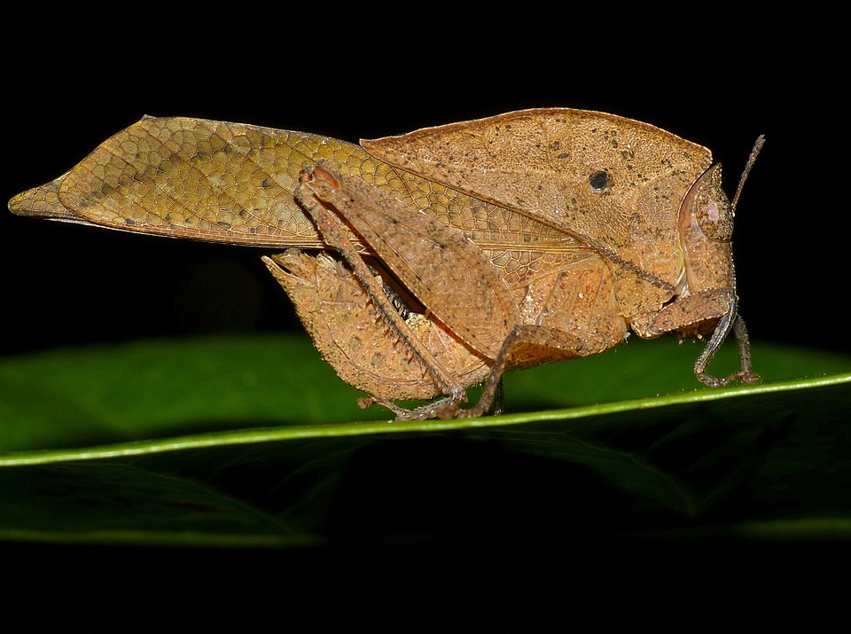 Cinco animais que parecem com folhas Dead leaf Grasshopper Chorotypus sp. 15533481637 | Animais | animais, curiosidades, incrível